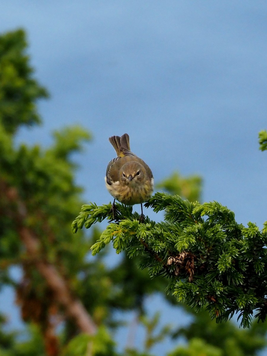 Kaplan Ötleğeni - ML644290519