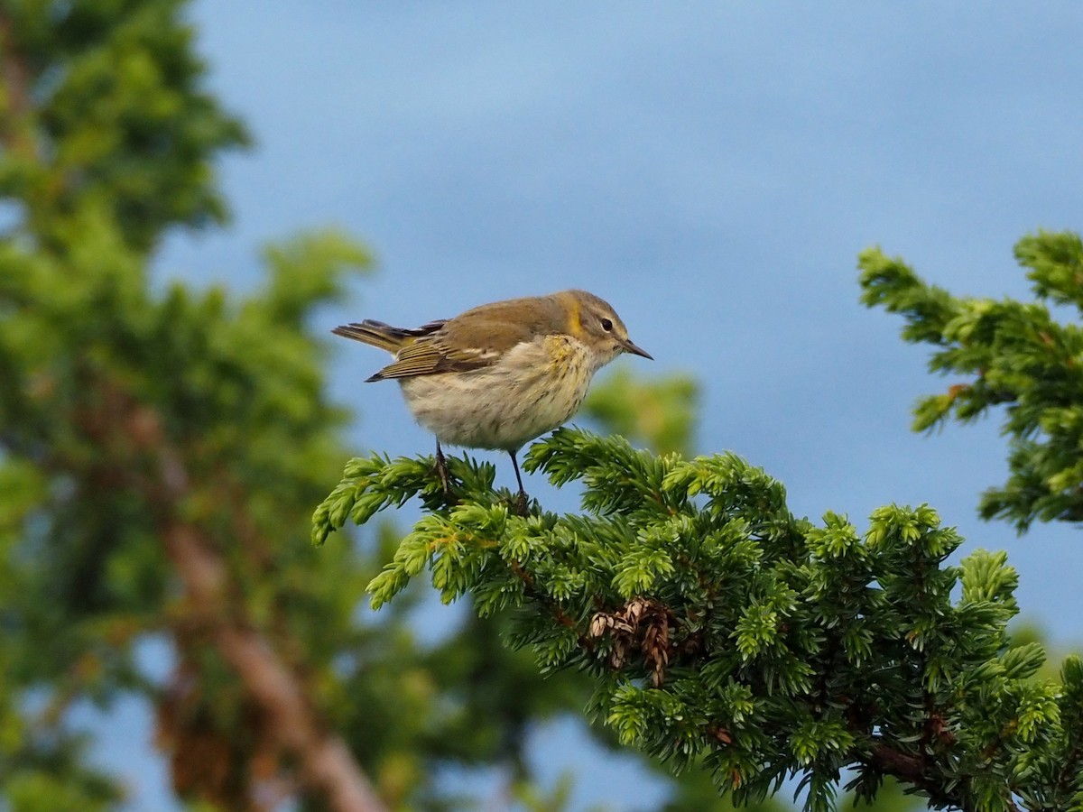 Kaplan Ötleğeni - ML644290520