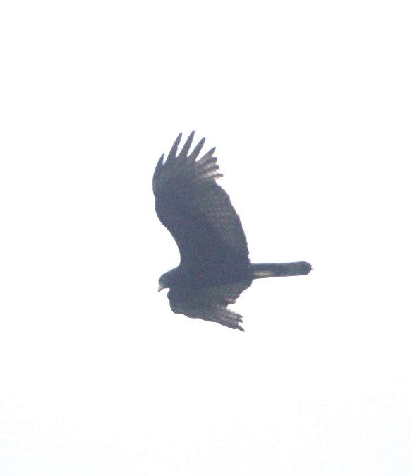 Buse à queue barrée - ML644290536