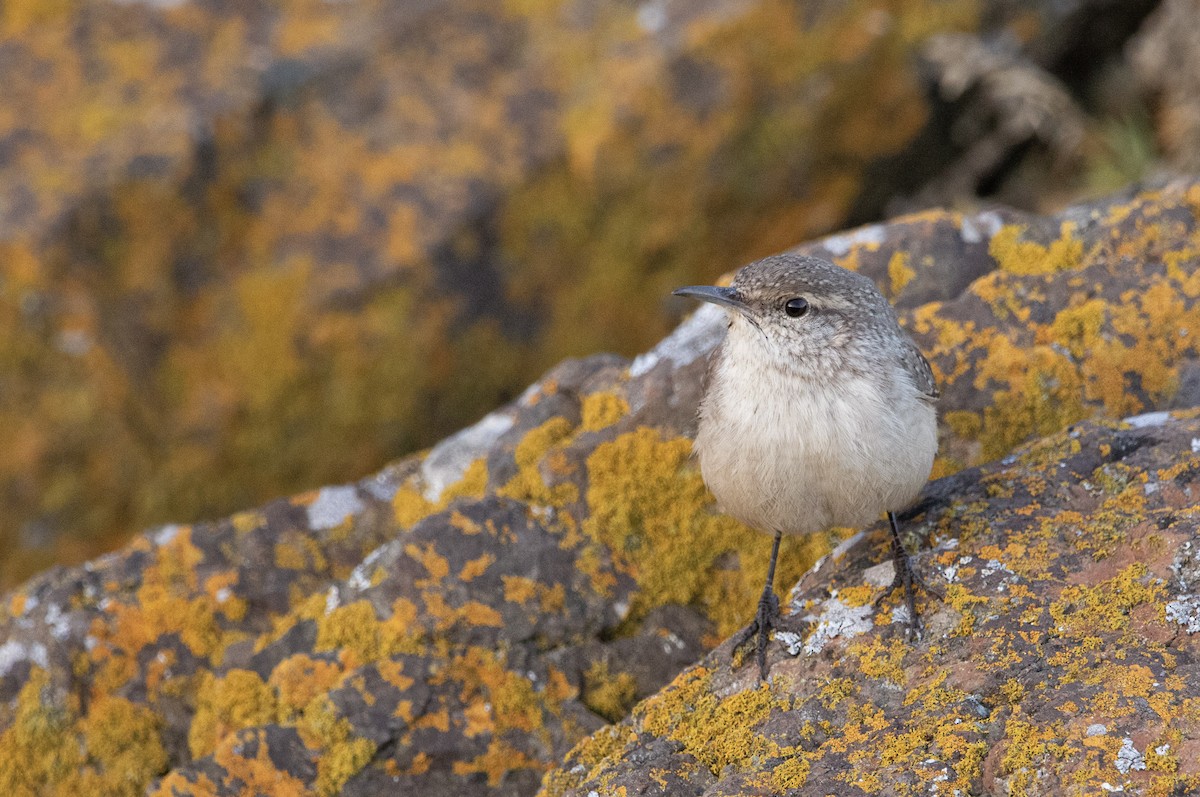 Rock Wren - ML644290552