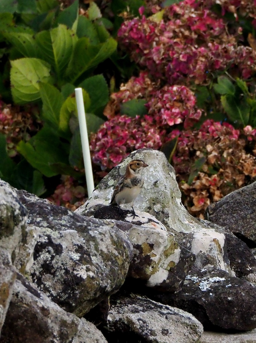 Lapland Longspur - ML644290554