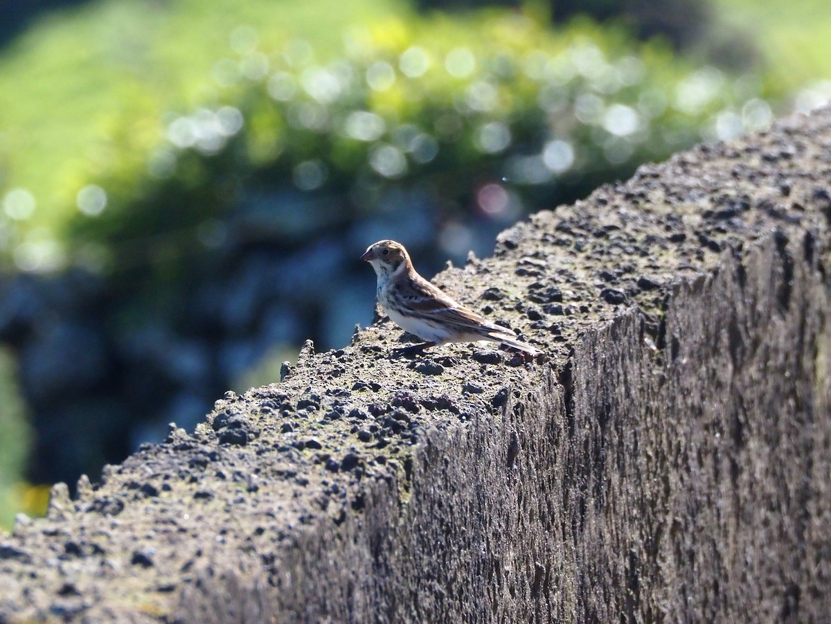 Lapland Longspur - ML644290555