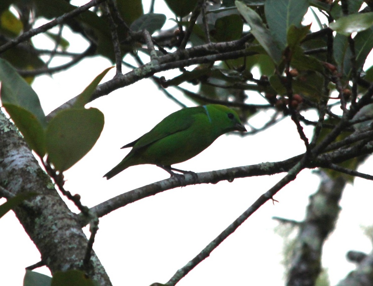 Golden-browed Chlorophonia - ML644290556