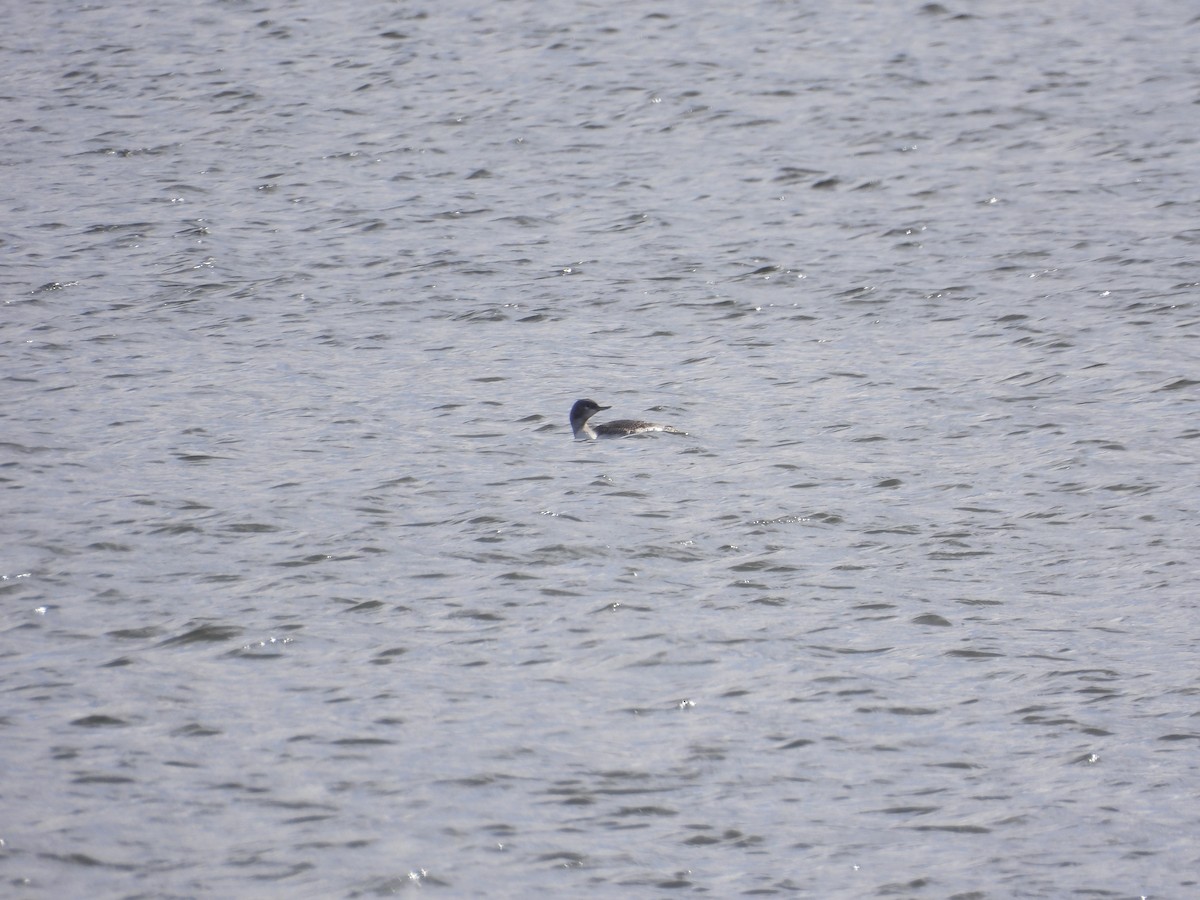 Red-throated Loon - ML644290557
