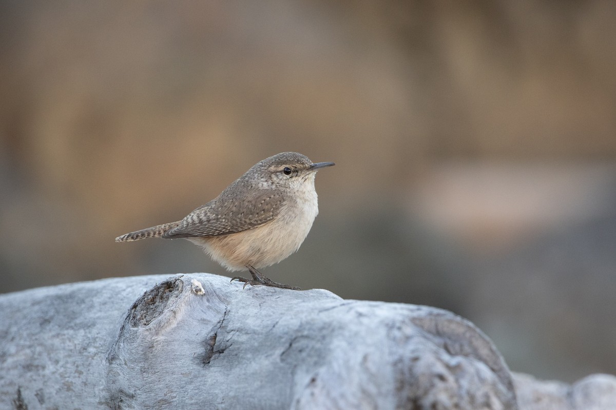 Rock Wren - ML644290559