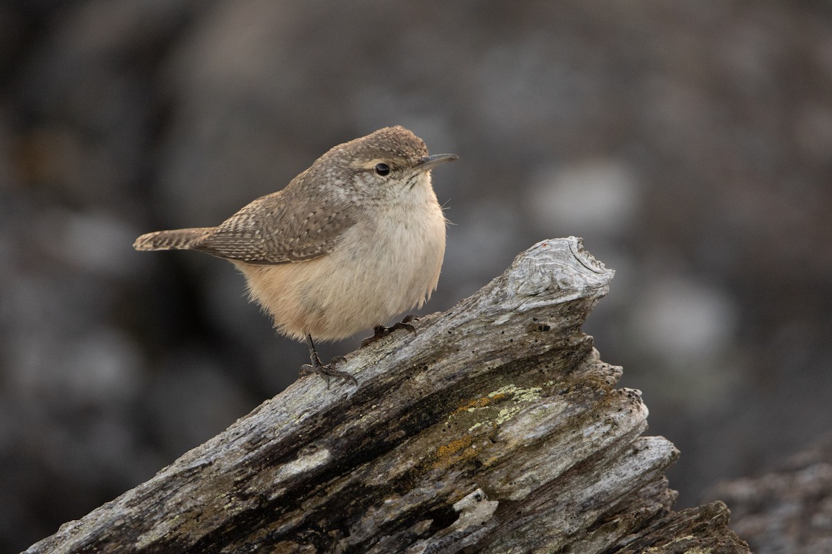 Rock Wren - ML644290560
