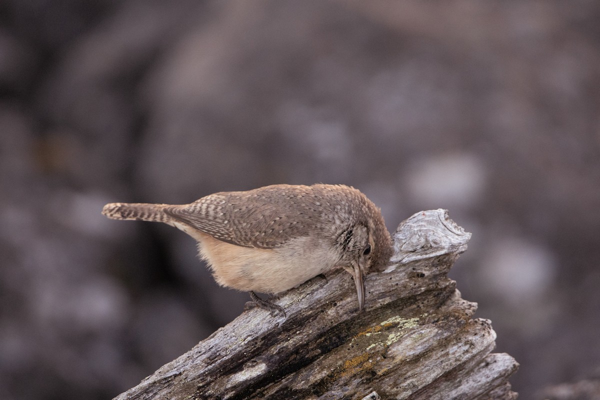 Rock Wren - ML644290562