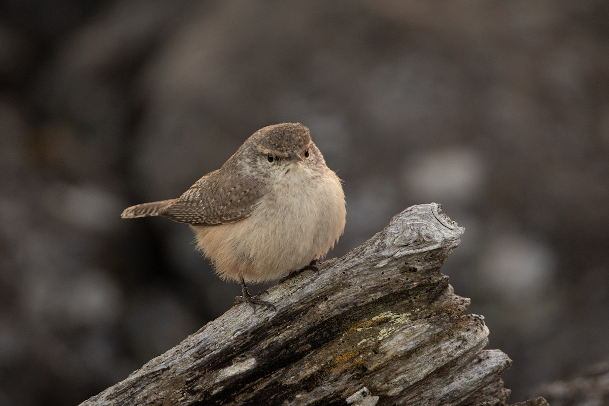 Rock Wren - ML644290564