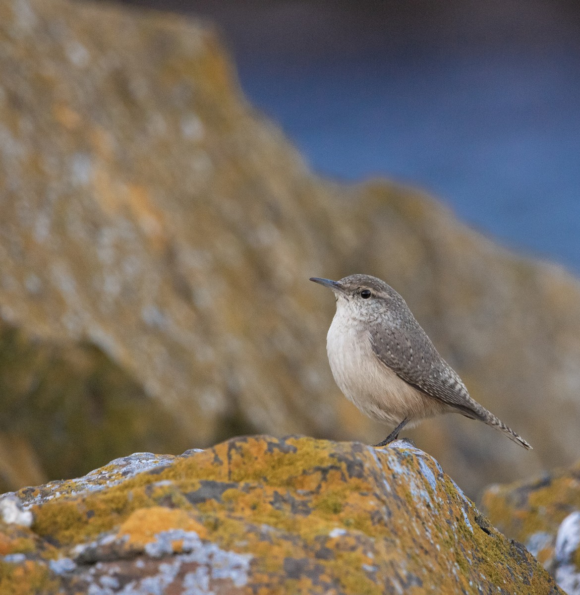 Rock Wren - ML644290565