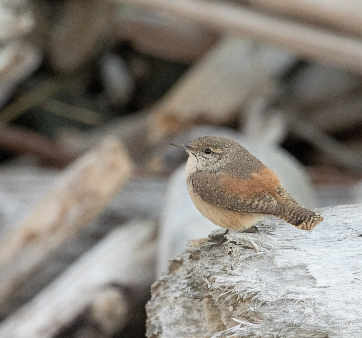 Rock Wren - ML644290566