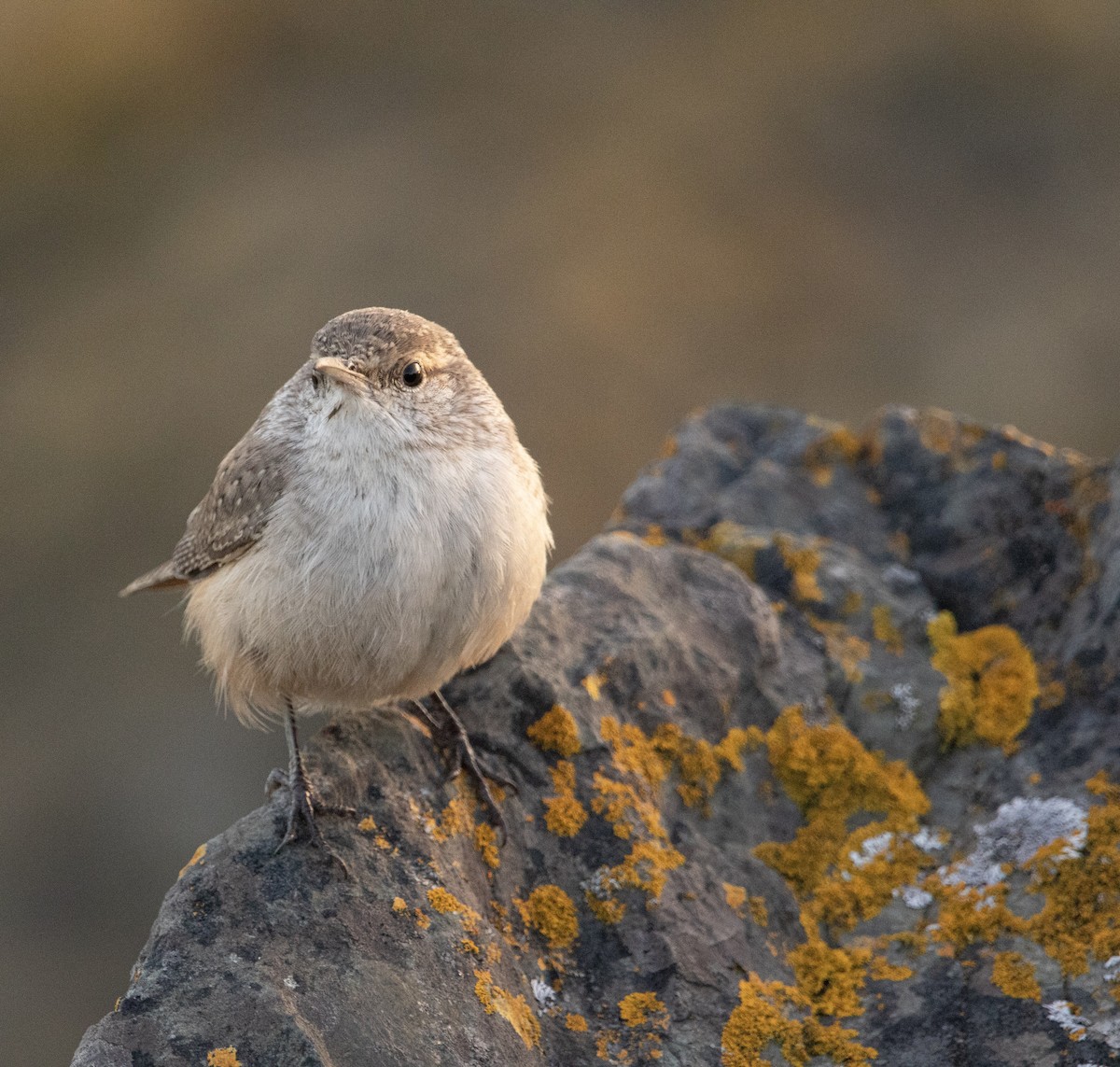 Rock Wren - ML644290567