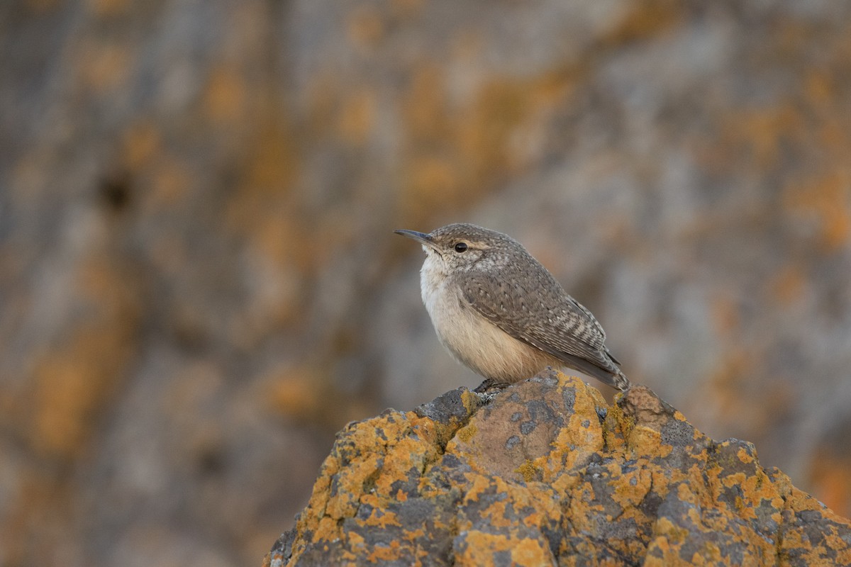 Rock Wren - ML644290568