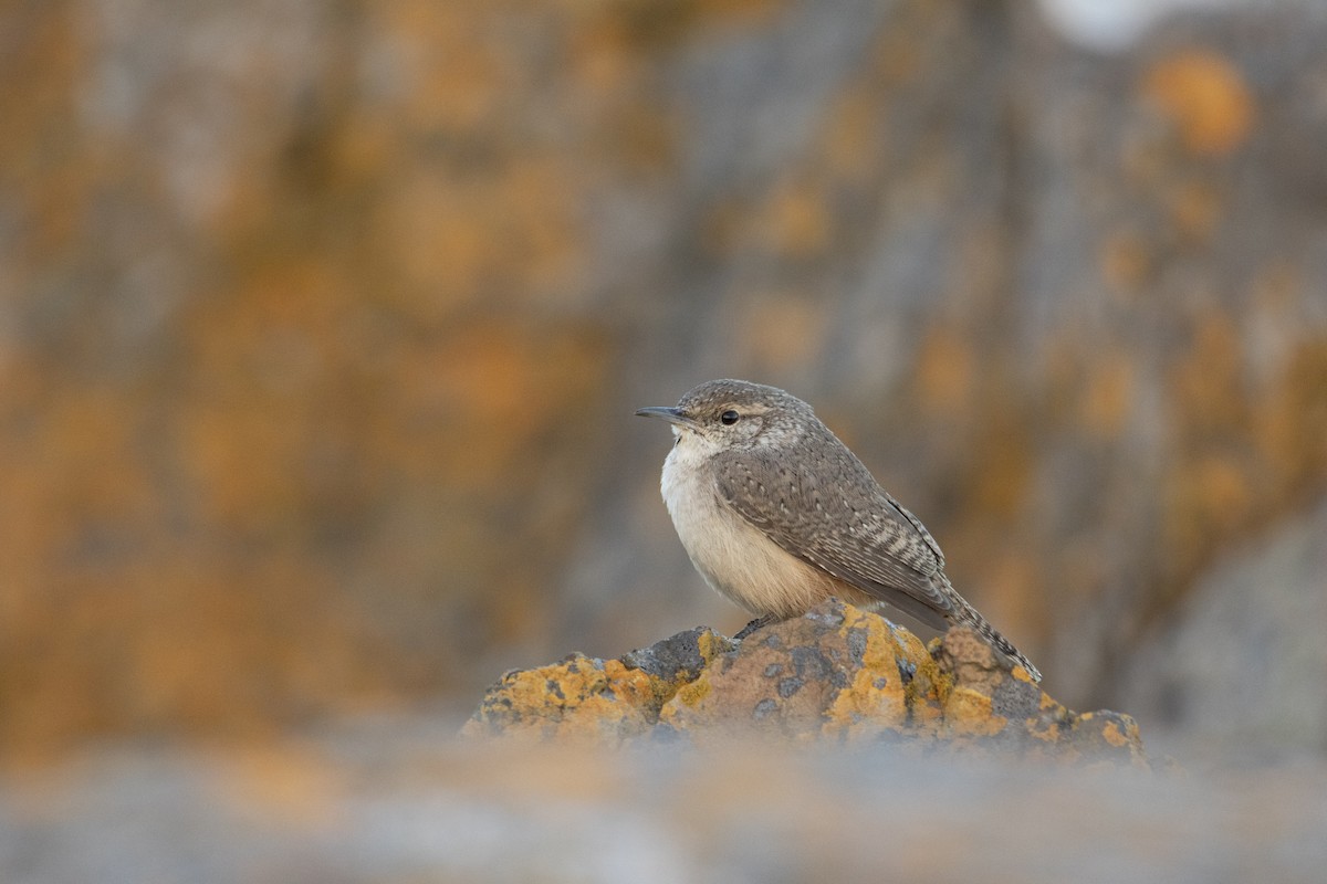 Rock Wren - ML644290569