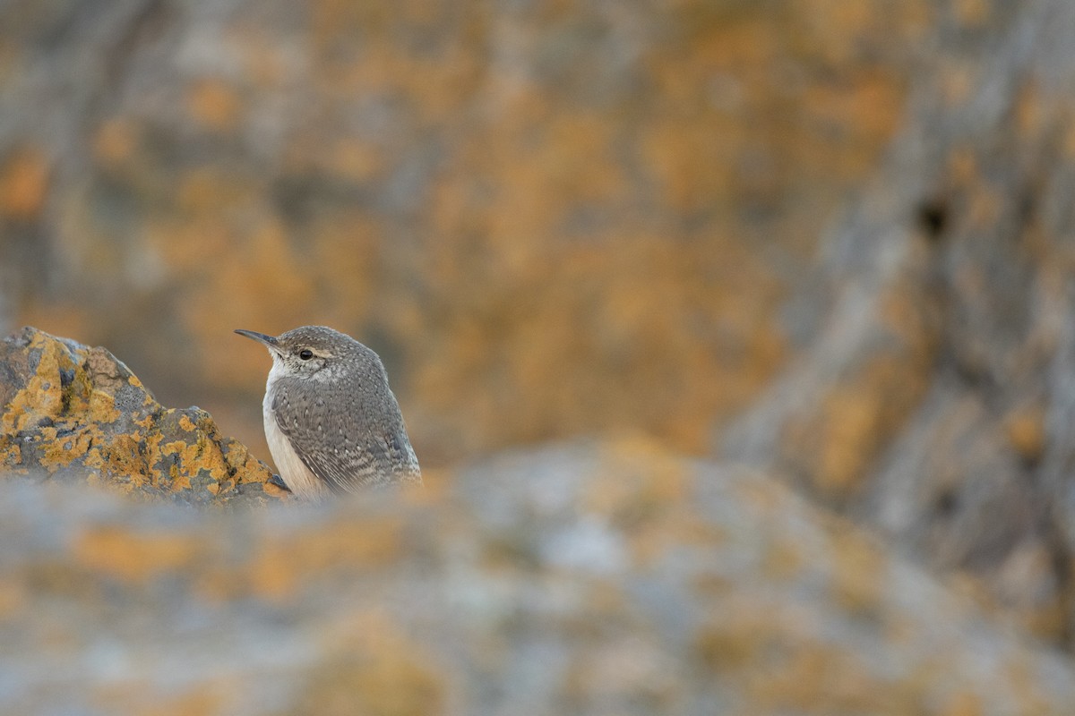 Rock Wren - ML644290570