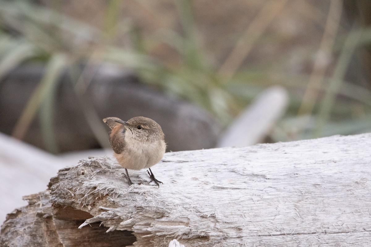 Rock Wren - ML644290571