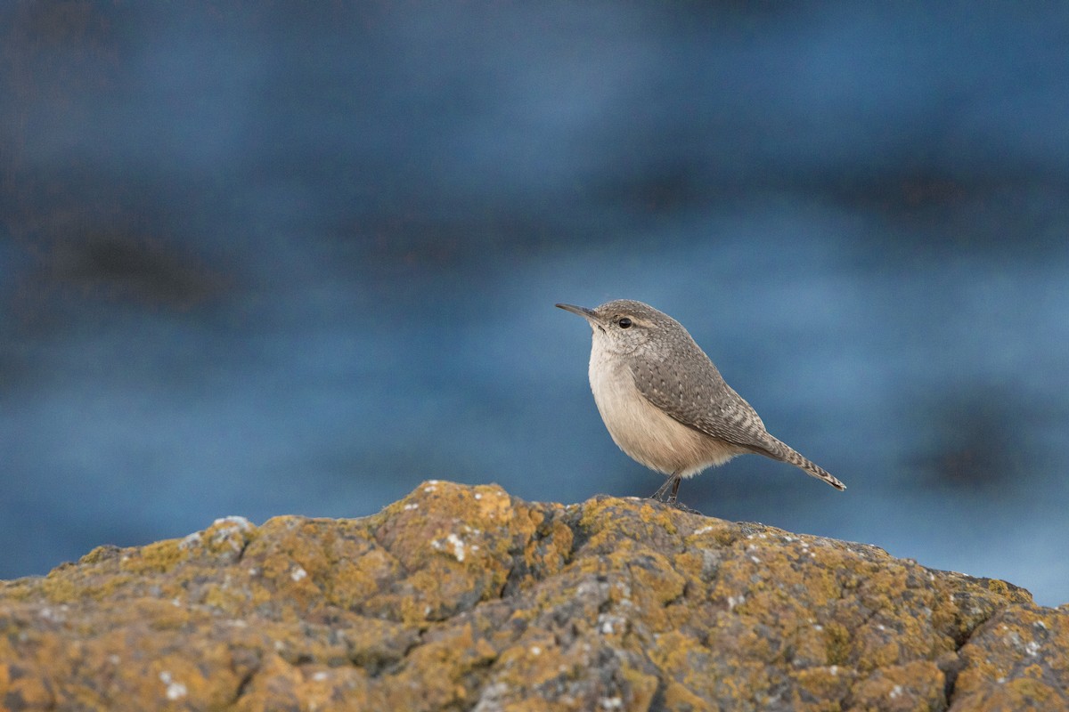 Rock Wren - ML644290573