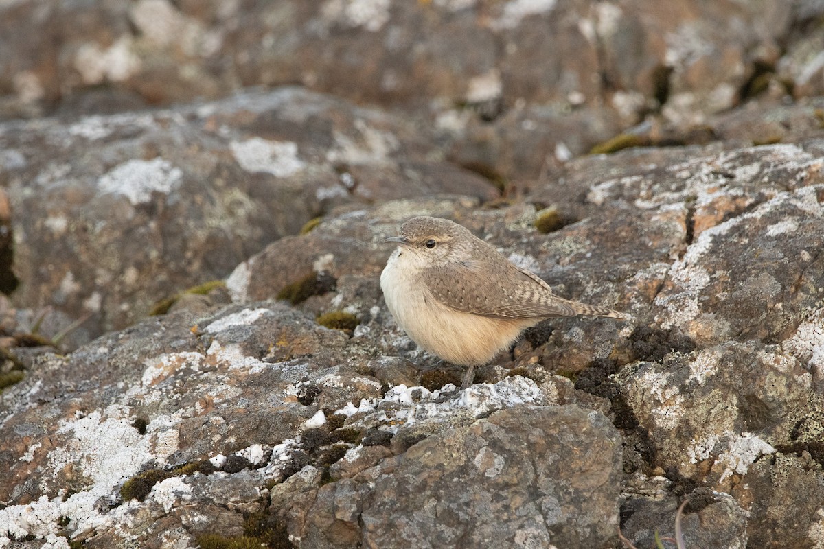 Rock Wren - ML644290574