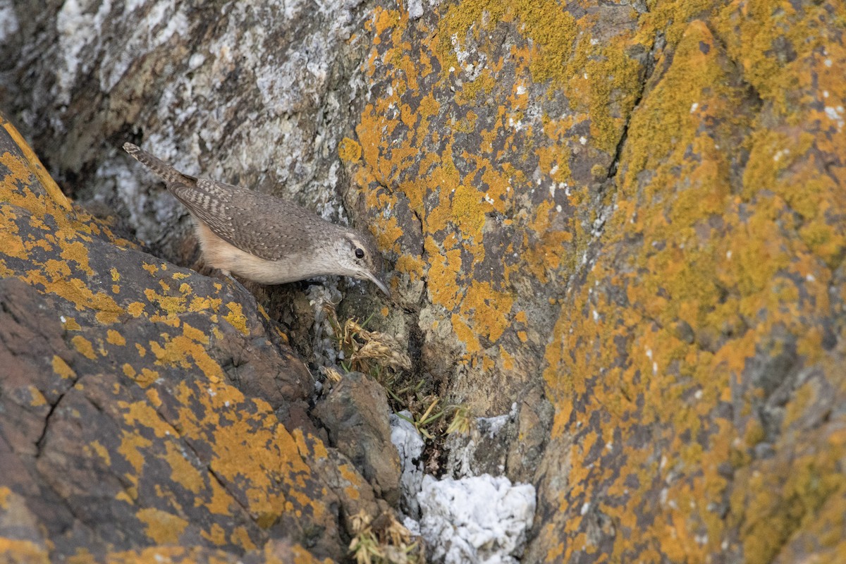 Rock Wren - ML644290575