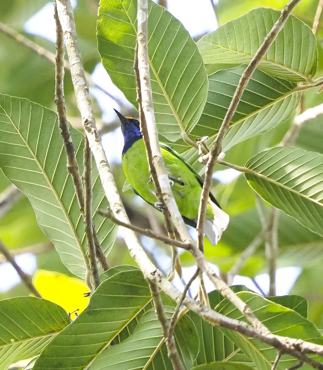 gyllenpannebladfugl - ML644290586