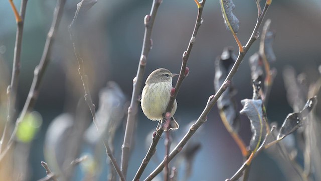 Palm Warbler (Western) - ML644290588