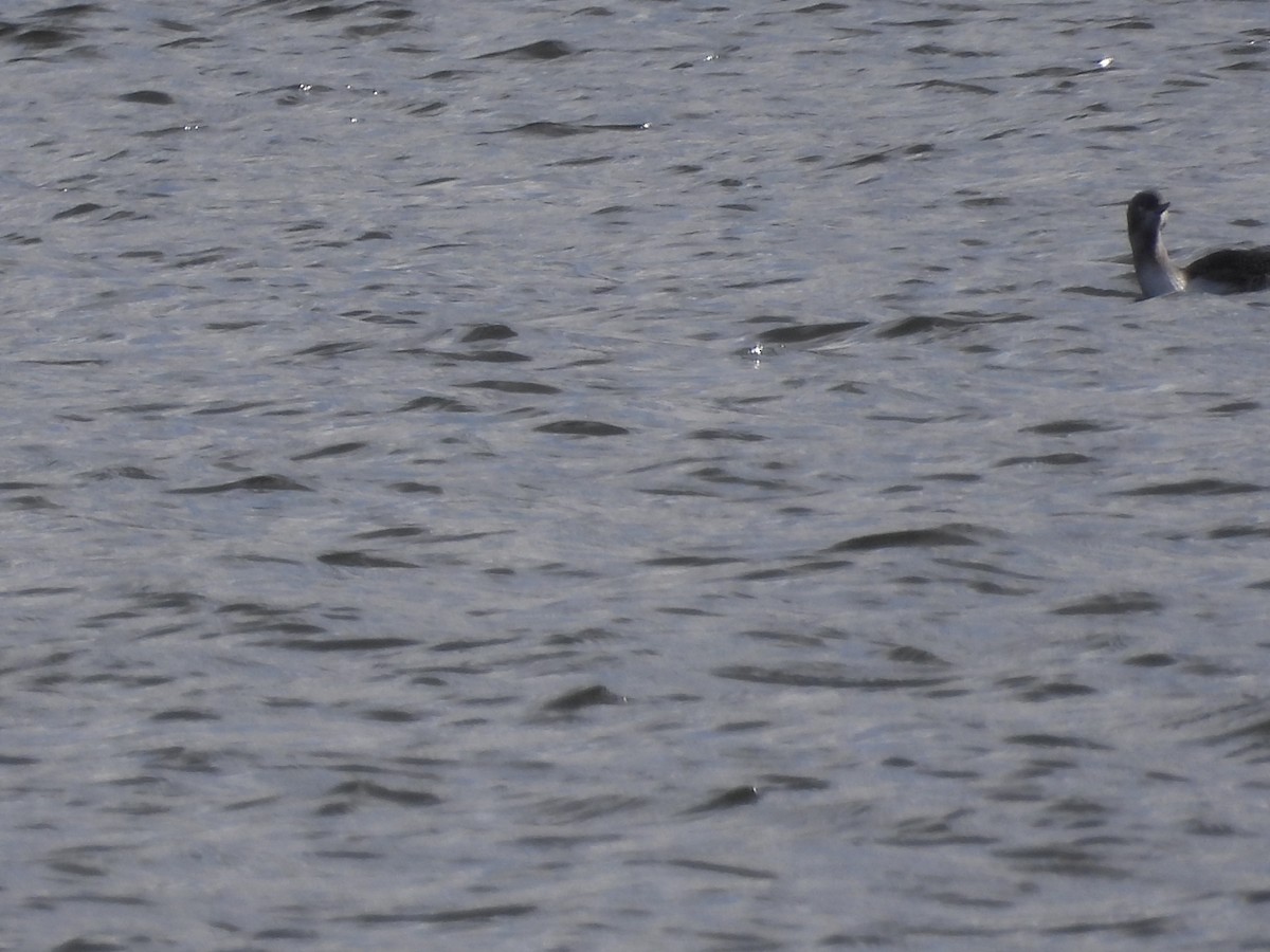 Red-throated Loon - ML644290590