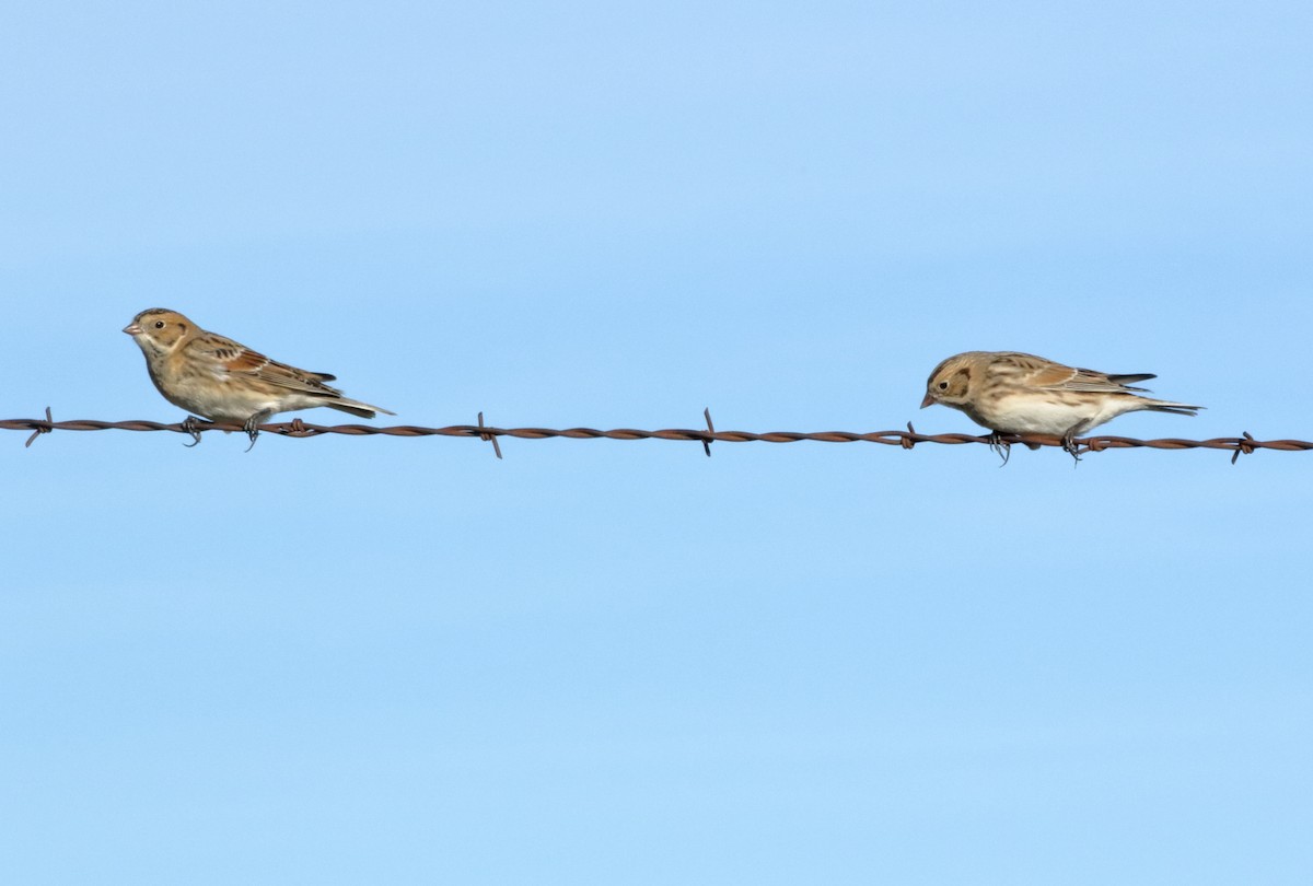 Lapland Longspur - ML644290591