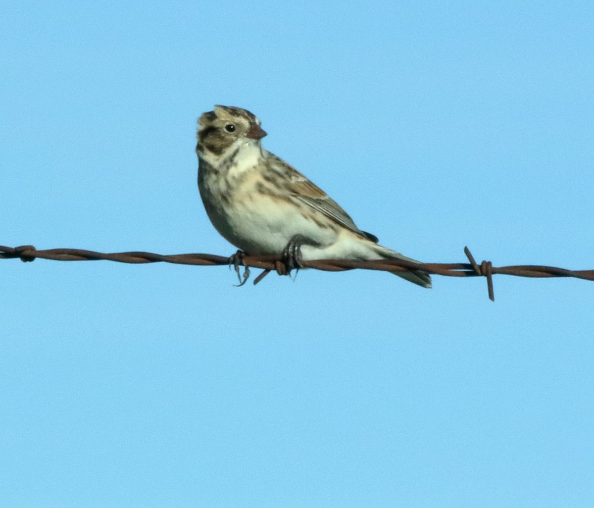 Lapland Longspur - ML644290592