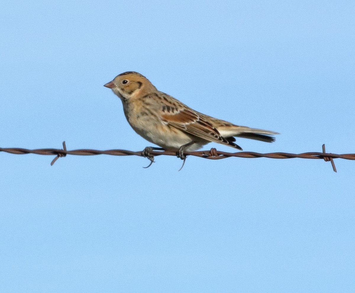 Lapland Longspur - ML644290593