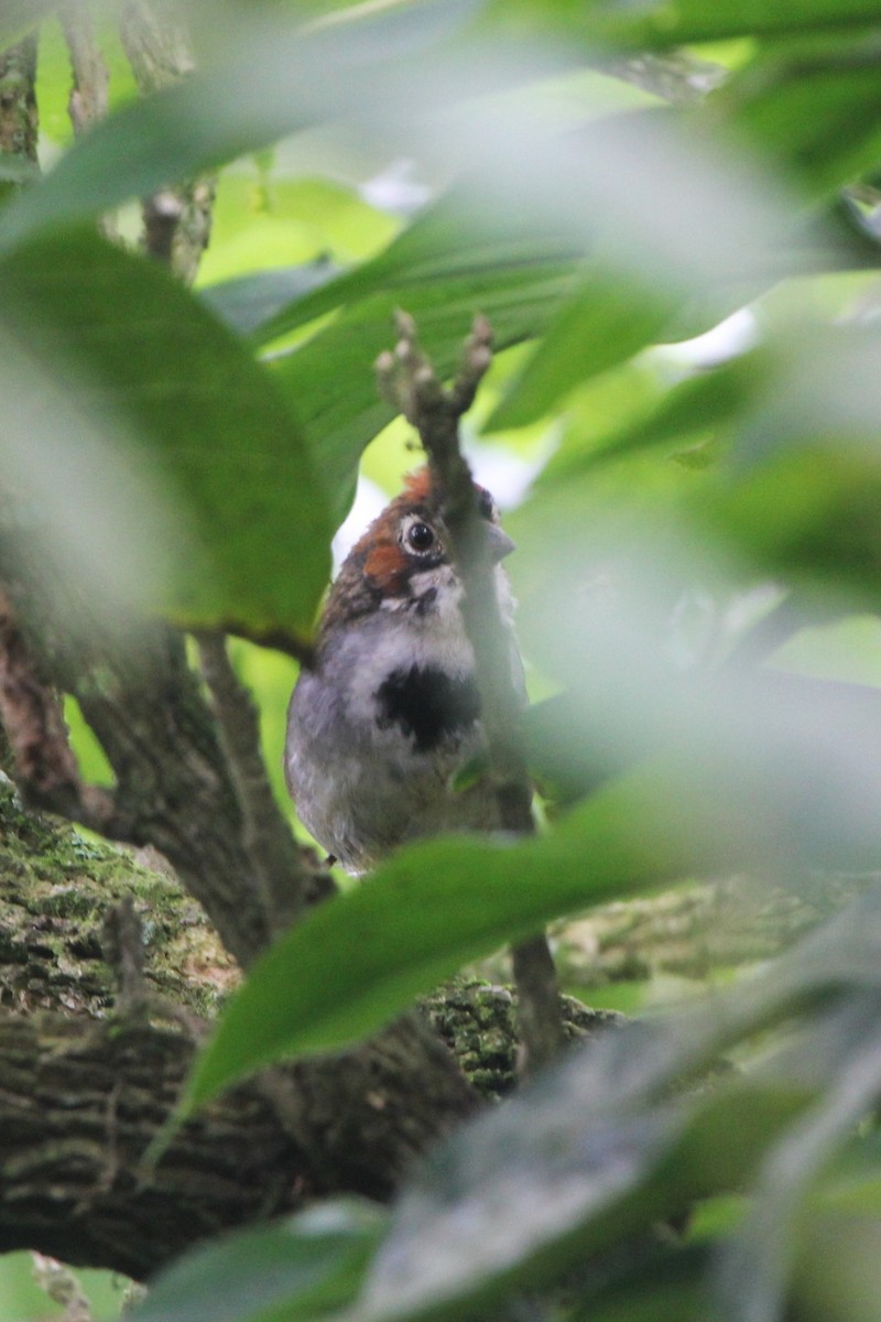 Cabanis's Ground-Sparrow - ML644290597