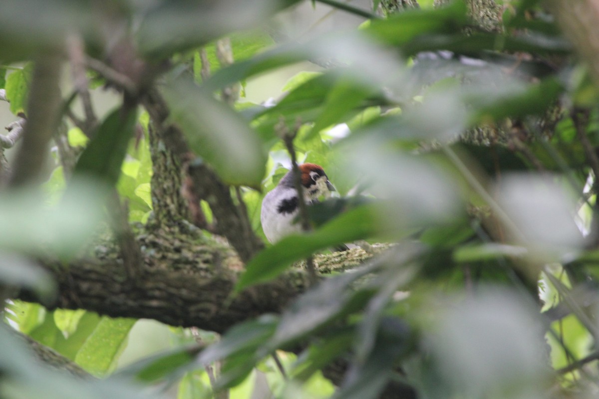Cabanis's Ground-Sparrow - ML644290598