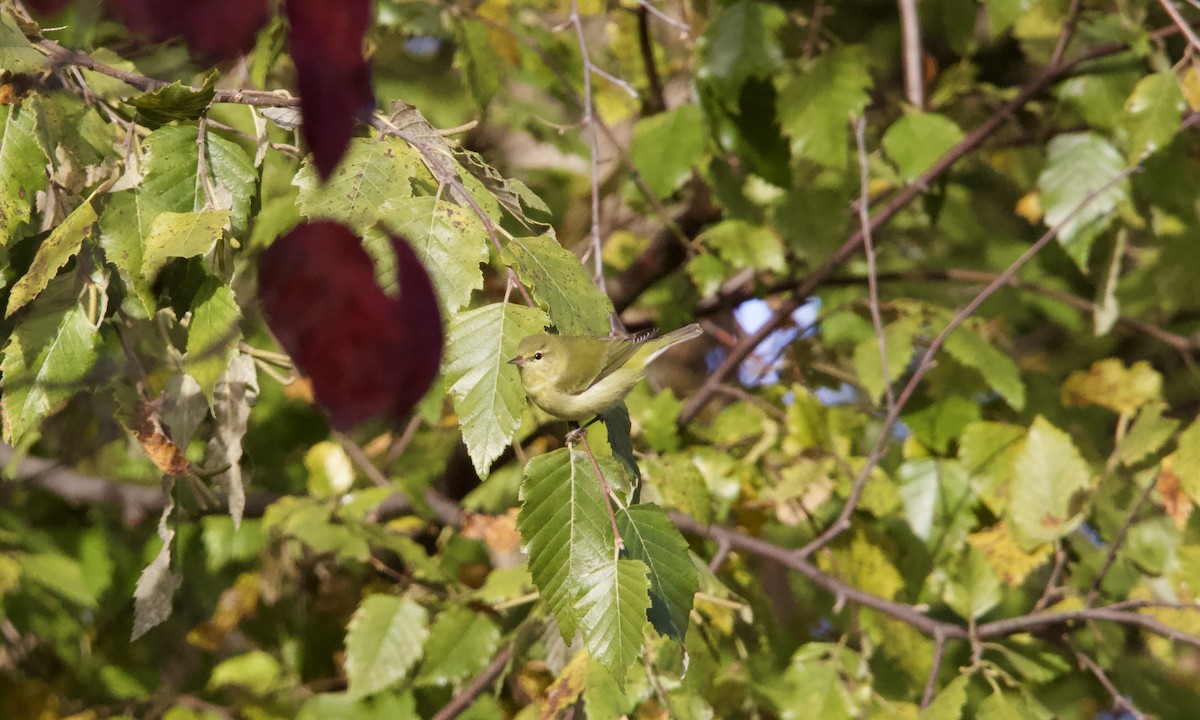 Tennessee Warbler - ML644290599