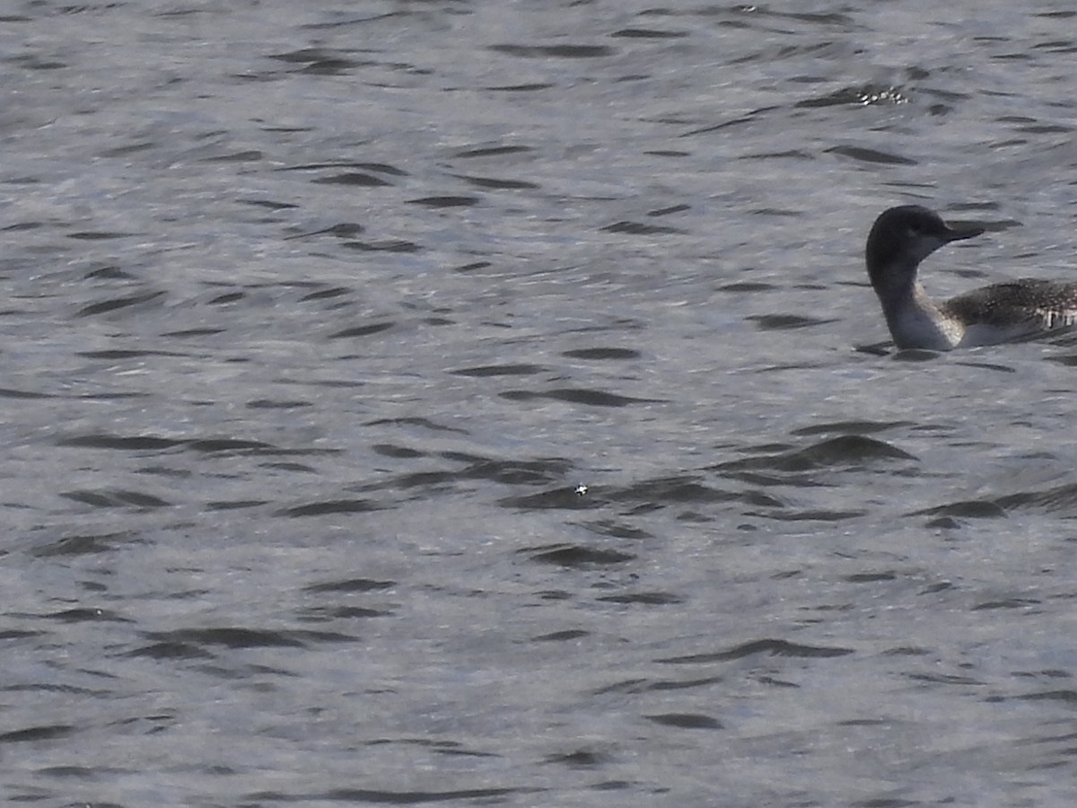 Red-throated Loon - ML644290600