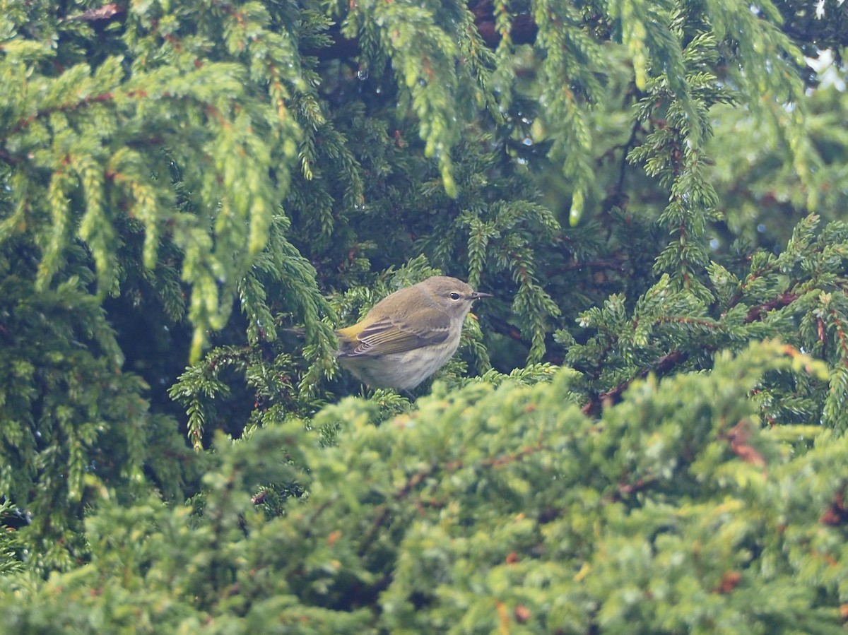 Kaplan Ötleğeni - ML644290604