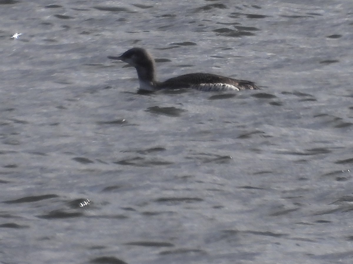 Red-throated Loon - ML644290606