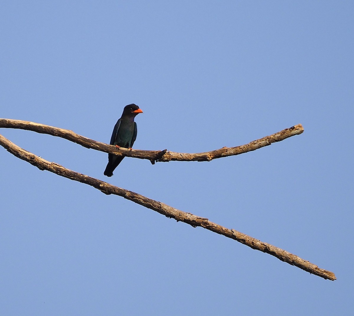 Дорнын эрдэнийн шувуу - ML644290616