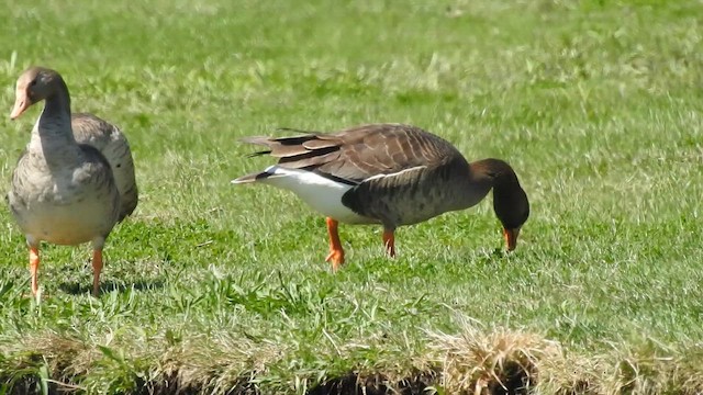 Greater White-fronted Goose - ML644290627