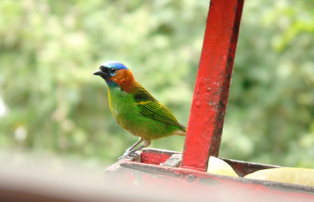 Tangara Militar - ML644290628