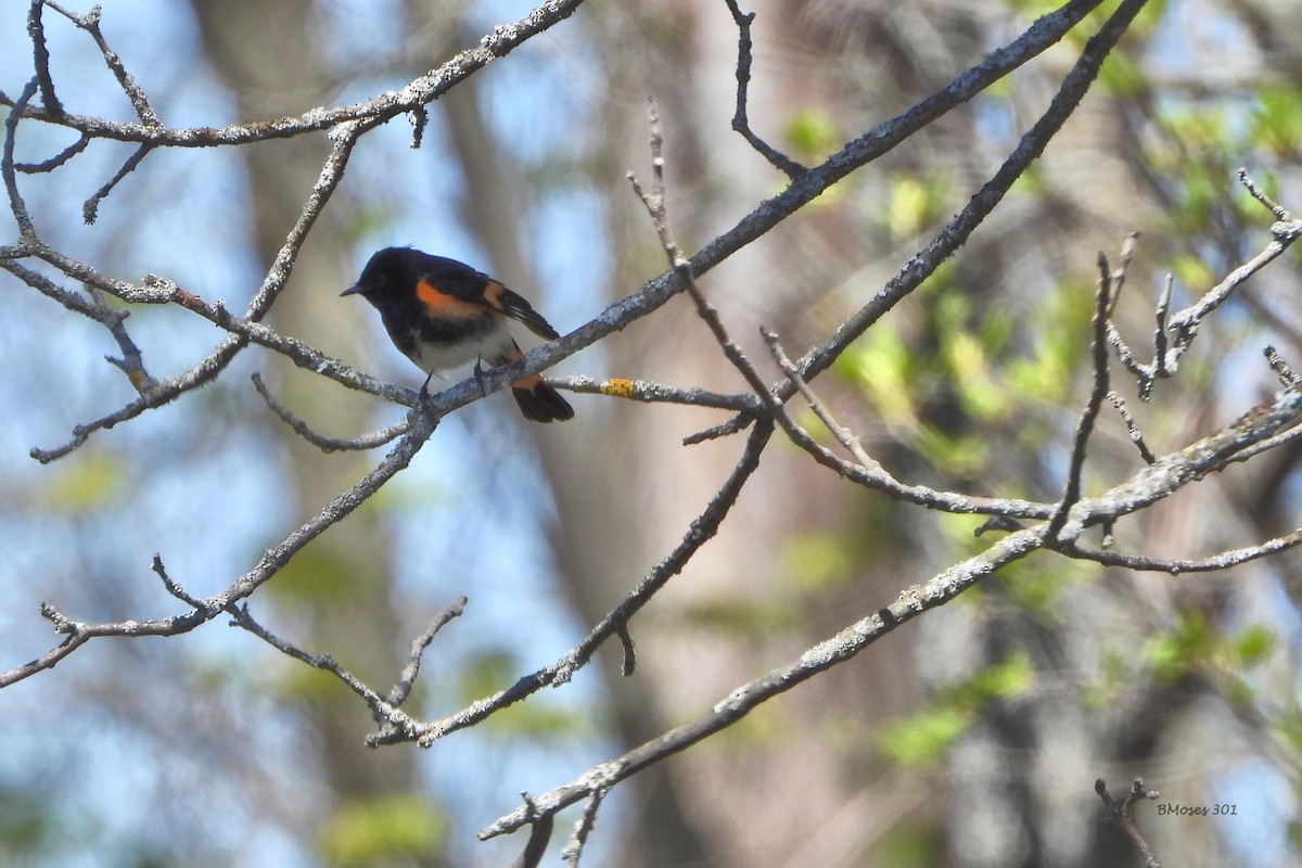 American Redstart - ML644290640