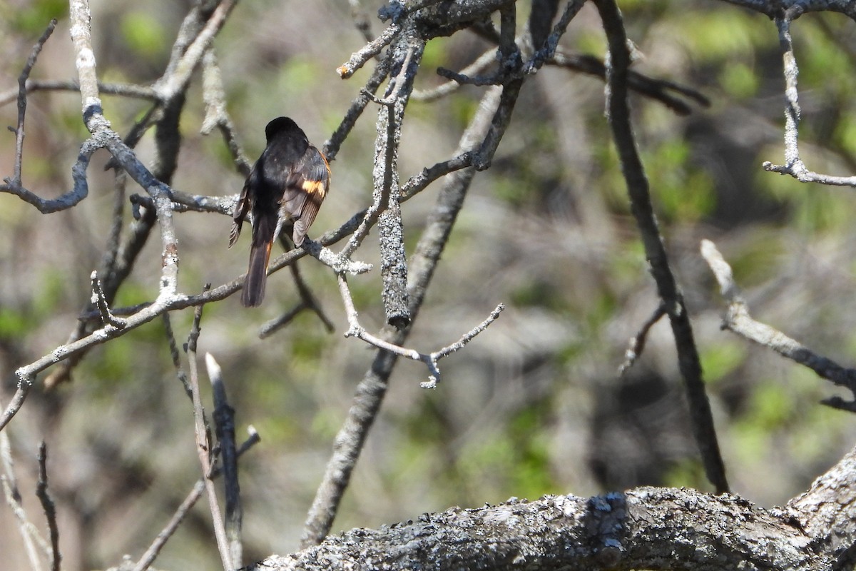 American Redstart - ML644290641