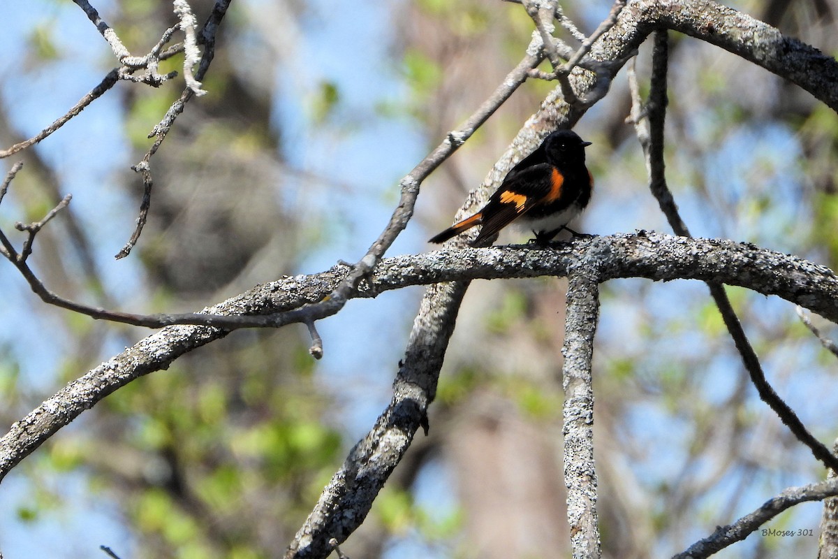 American Redstart - ML644290642