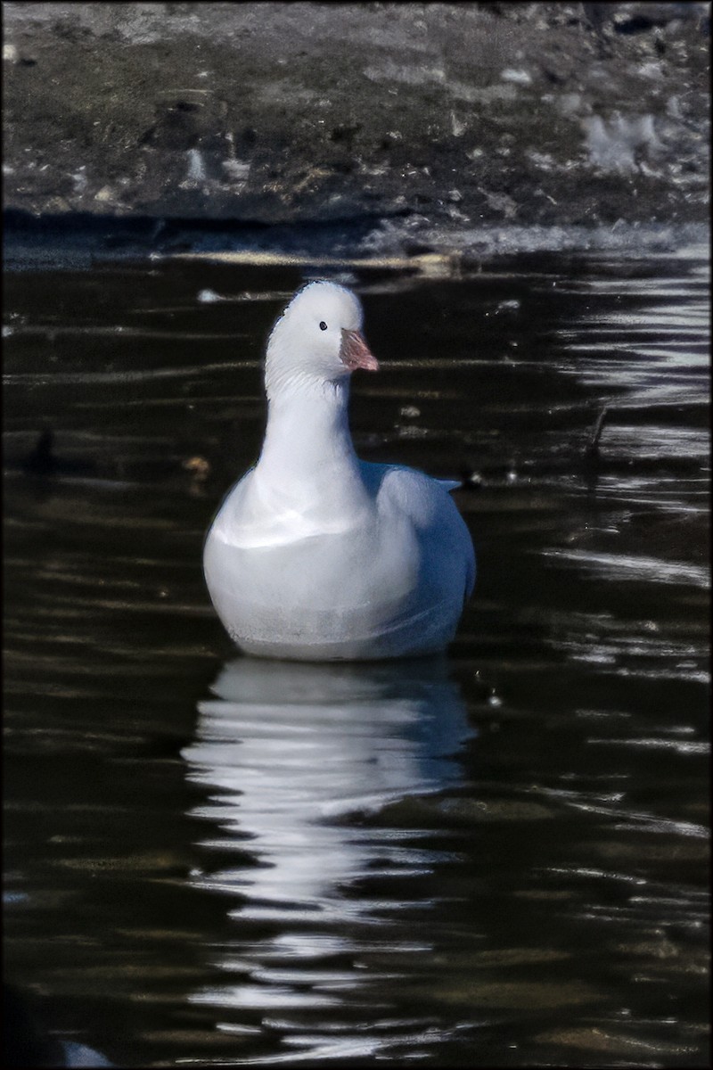 Ross's Goose - ML644290645