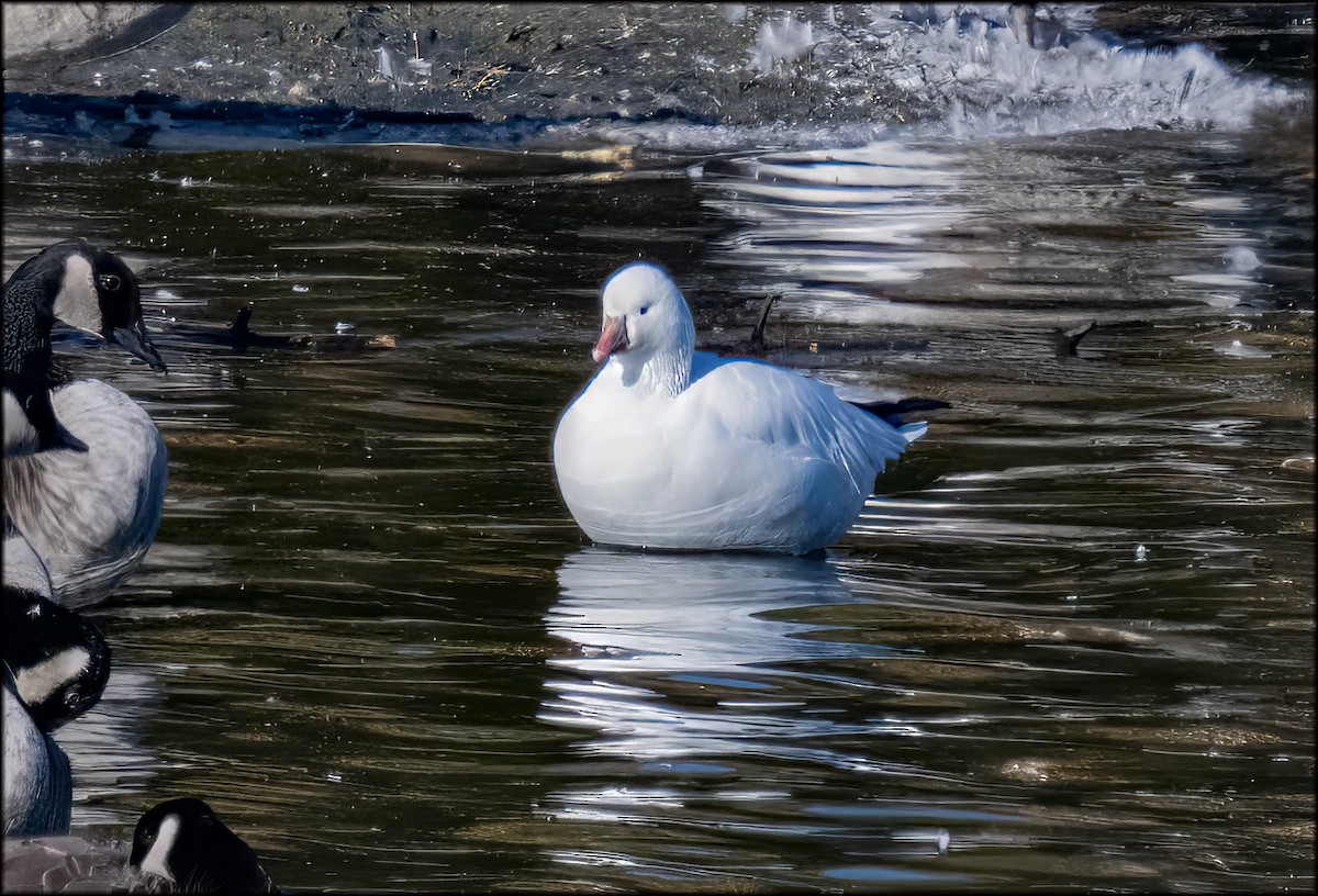 Ross's Goose - ML644290646
