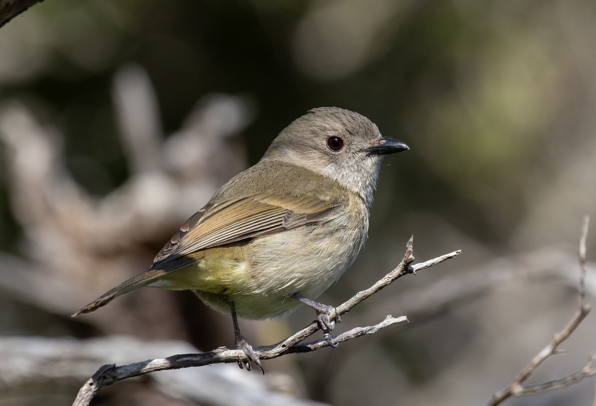 Gelbbauch-Dickkopf [pectoralis-Gruppe] - ML644290659