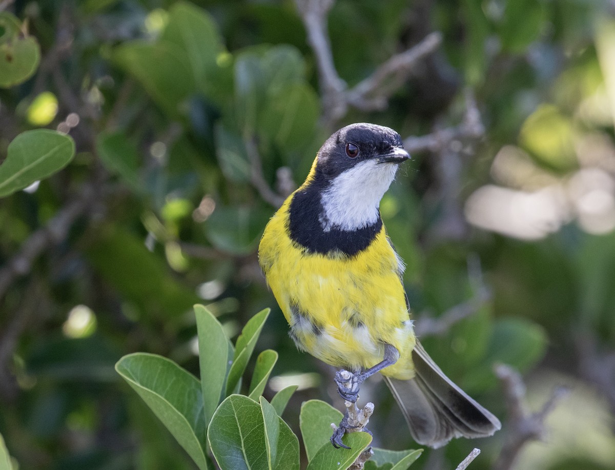 Gelbbauch-Dickkopf [pectoralis-Gruppe] - ML644290660