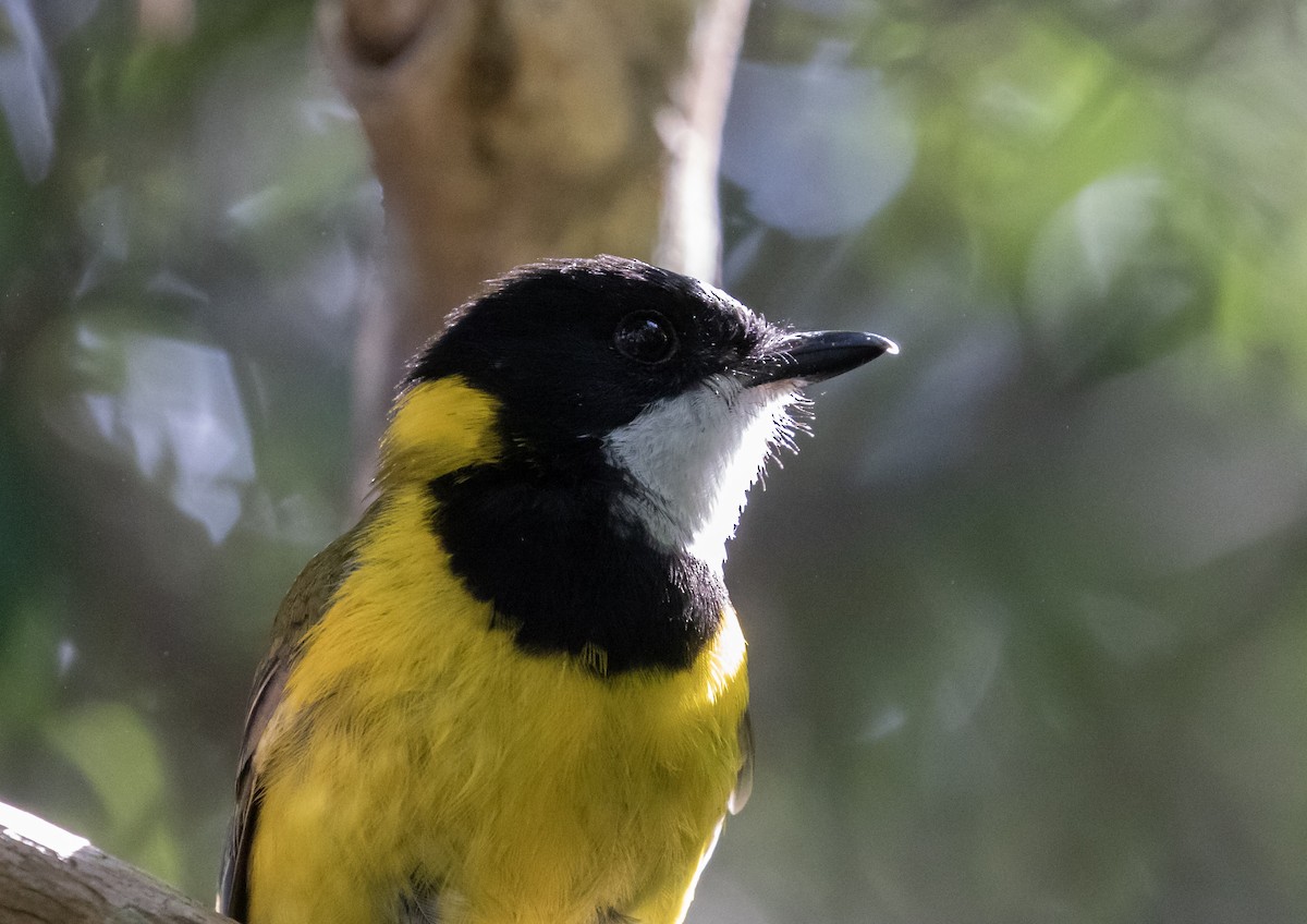 Gelbbauch-Dickkopf [pectoralis-Gruppe] - ML644290661