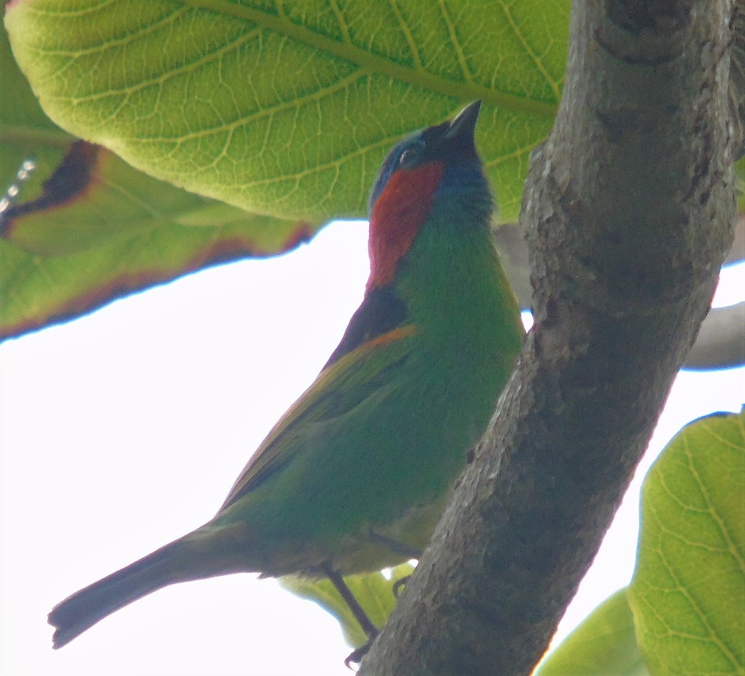 Tangara Militar - ML644290662
