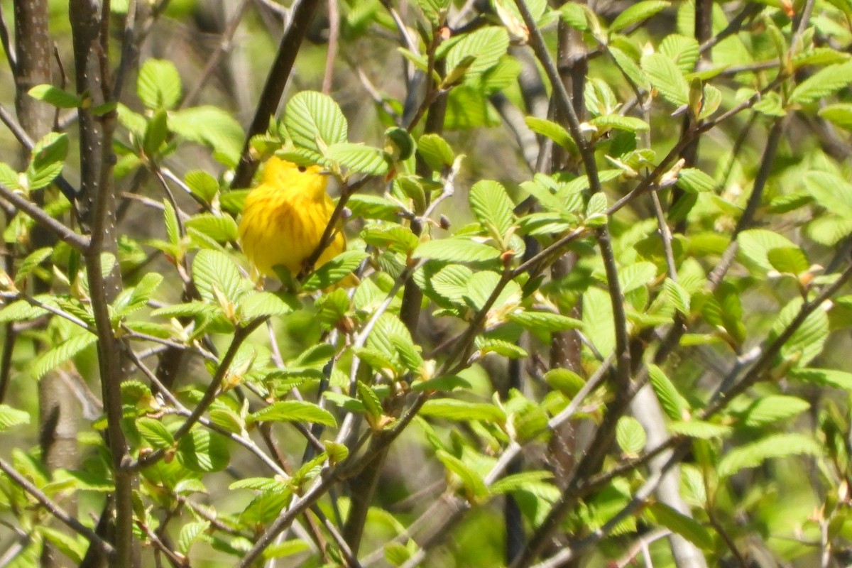 Northern Yellow Warbler - ML644290664