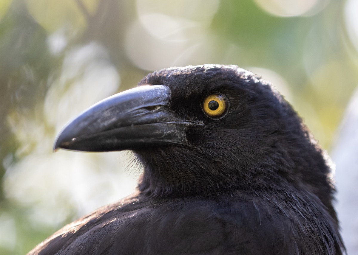 Verdugo Pío - ML644290671