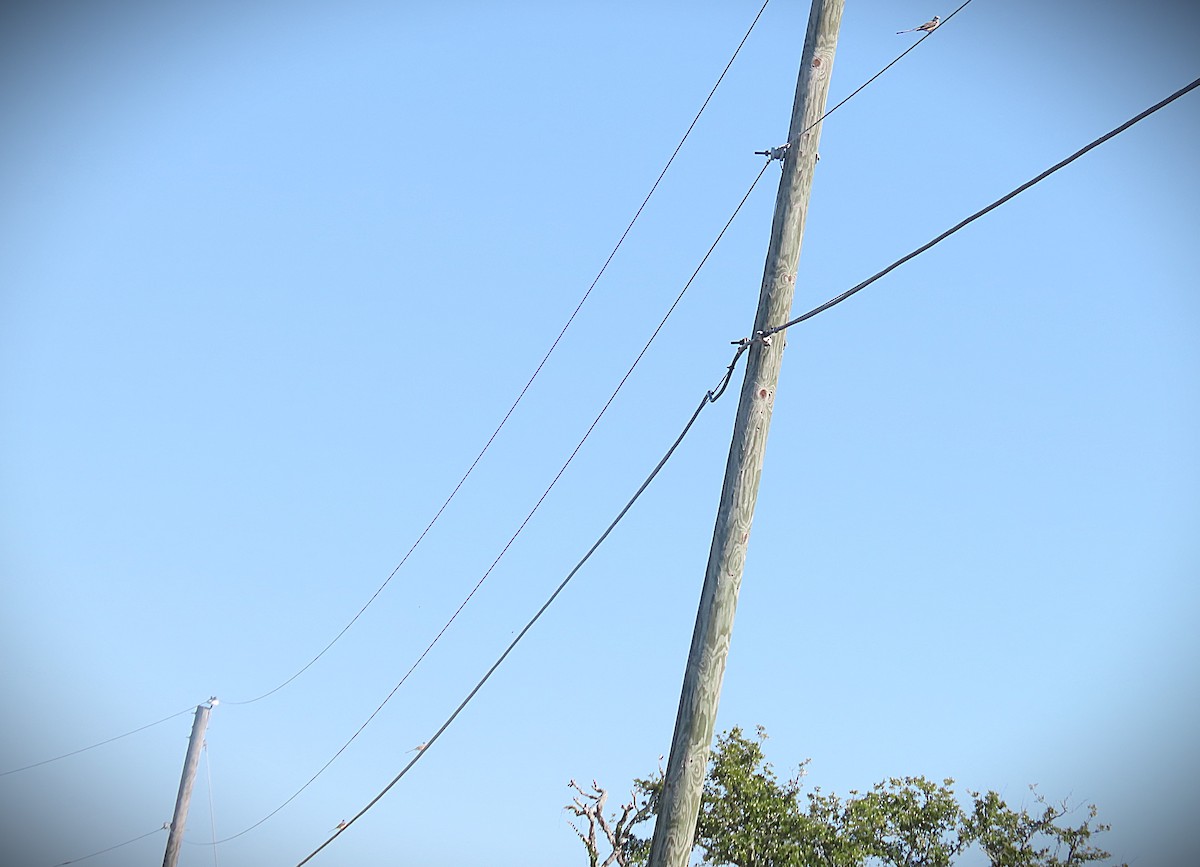 Scissor-tailed Flycatcher - ML644290672