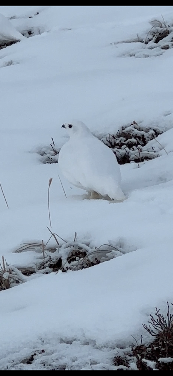 hvitstjertrype - ML644290683